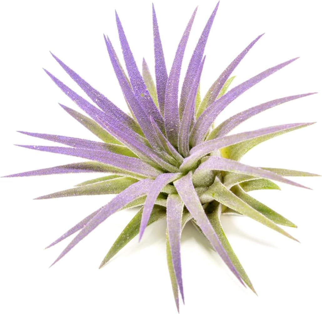 Purple Colorful Tillandsia Air Plants - Long Lasting Color Enhanced Live Tillandsia Succulent House