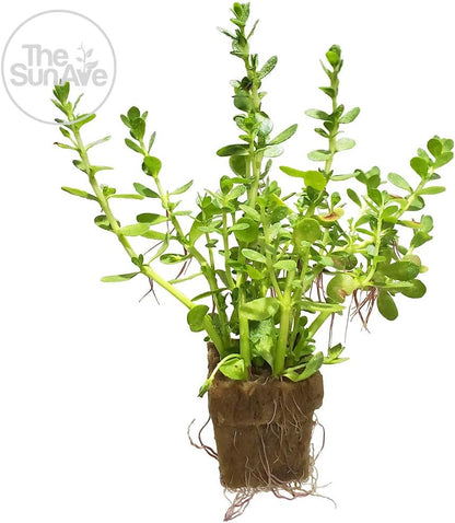 1. Bacopa Monnieri Easy Freshwater Live Aquarium Plant with Roots (7+ Stems)
