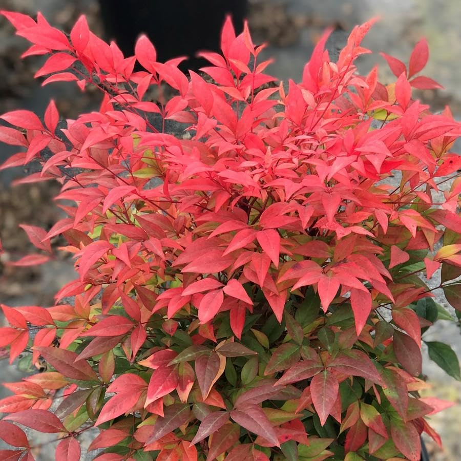 Nandina Gulf Stream - Nandina domestica. Compact Heavenly Bamboo | Year-Round Color | Low