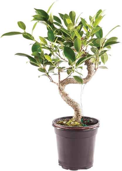 Brussel's Bonsai Live Golden Gate Ficus Indoor Bonsai Tree-4 Years Old 5" to 8" Tall with Plastic