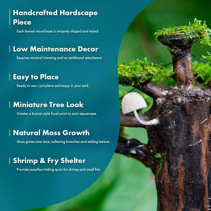 SubstrateSource Live Planted Decor - Moss on Bonsai (Aquascaping Tree) - Low to Moderate Light