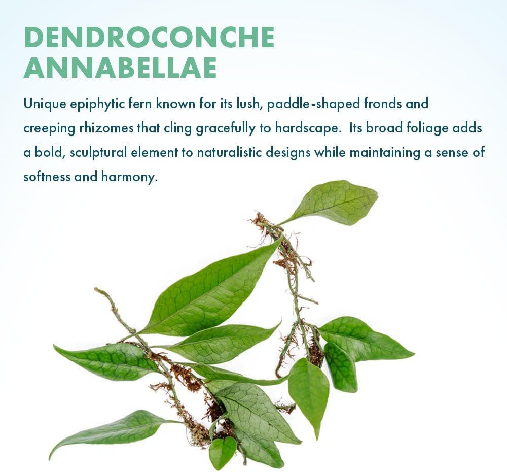SubstrateSource Live Jungle Plant - Dendroconche annabellae - Moderate Care, Medium Light, Bright