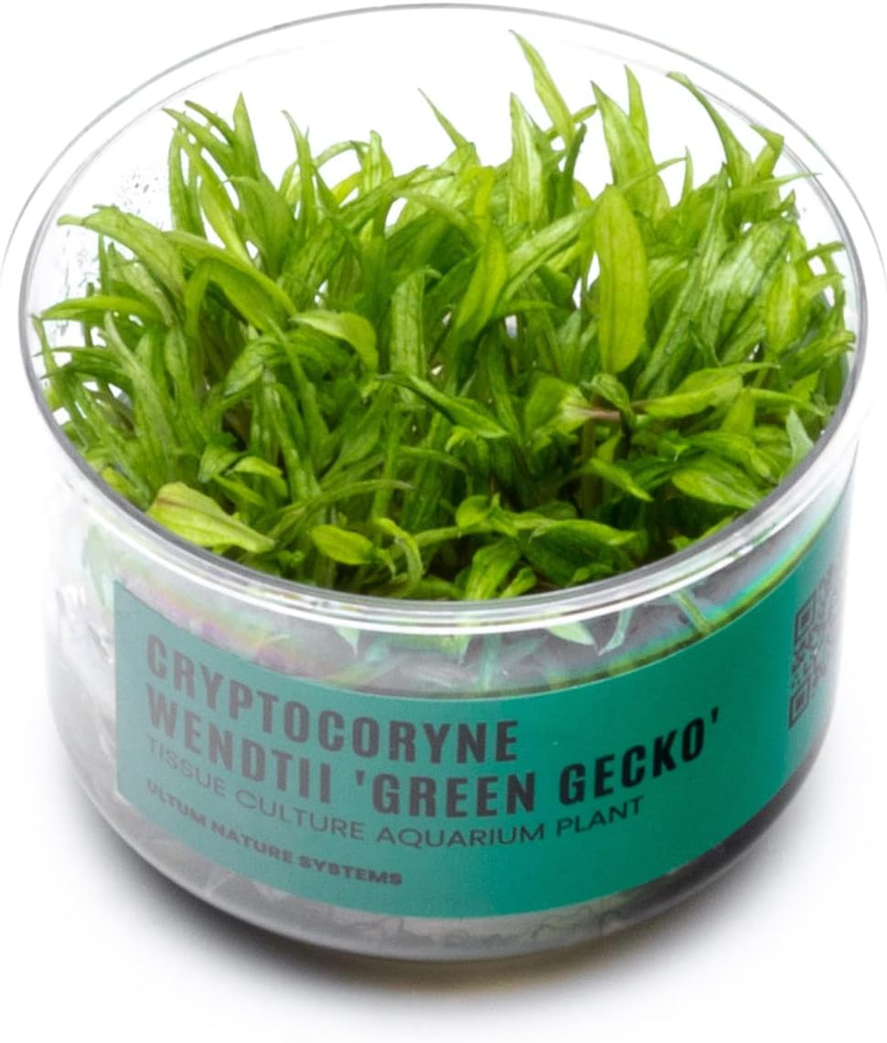 Ultum Nature Systems Cryptocoryne Wendtii Green Gecko Tissue Culture Live Plant for Aquarium