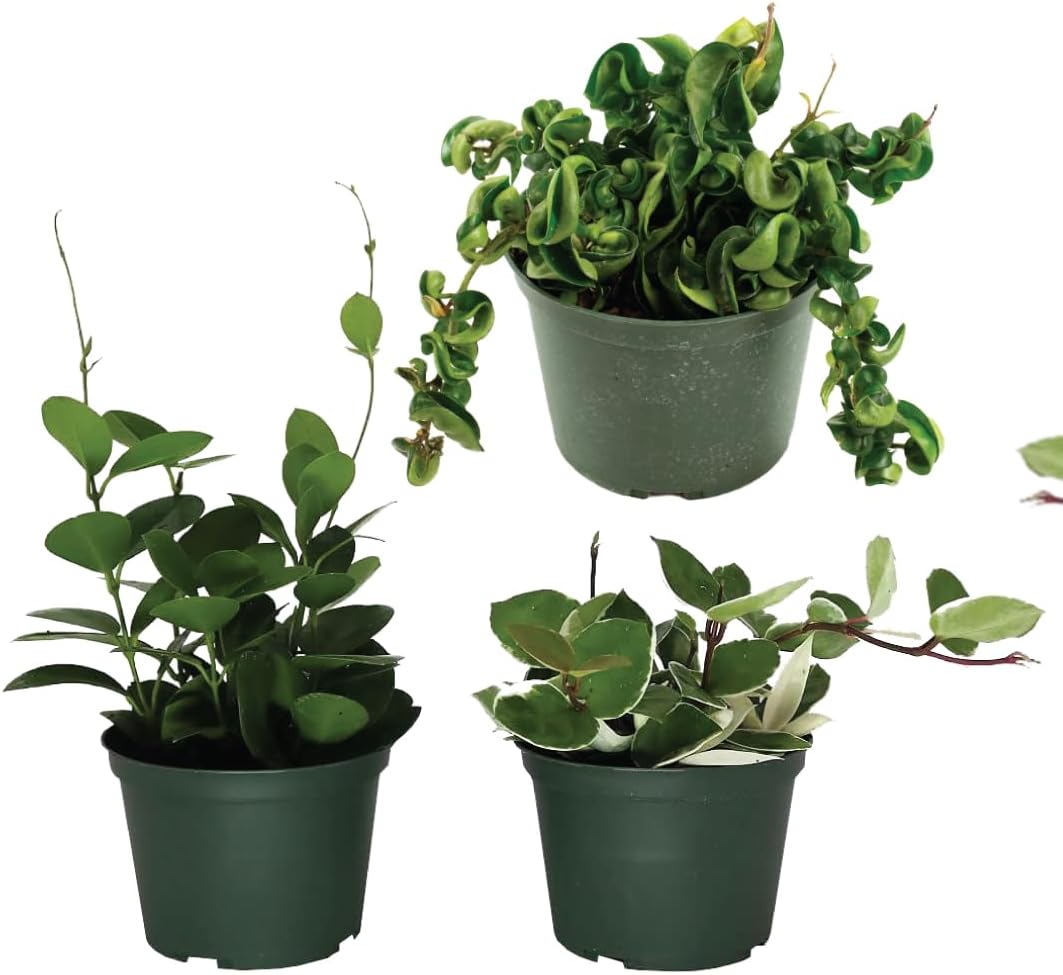 American Plant Exchange Assorted Hoya Plants – 4-Inch Pots, Pack of 3 – Live Flowering Wax Vines