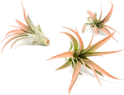 Coral Colorful Tillandsia Air Plants - Long Lasting Color Enhanced Live Tillandsia Succulent House