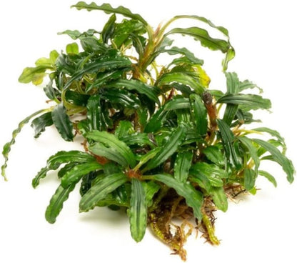 SubstrateSource Bucephalandra Catherinae Green Live Aquarium Plant - Natural Freshwater Fish Tank
