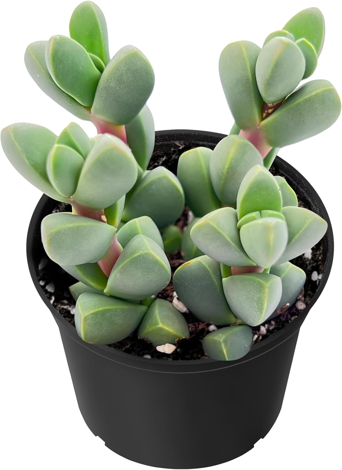 Sprout N Green Ice Plant | Corpuscularia lehmannii, Live Succulent Fully Rooted in 2 inch Starter