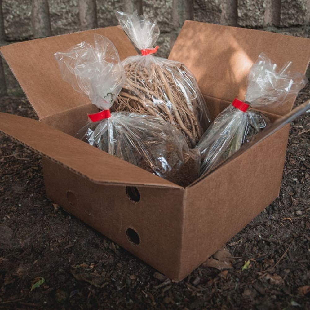 Ultimate Hosta Garden Collection 6-Pack of Bare Roots Hardy Mixed Heart-Shaped Hosta - Rich Green