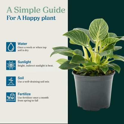 Philodendron Birken Live Plant | Indoor House Plant for Home Decor, Room Decor, Office Decor | Air