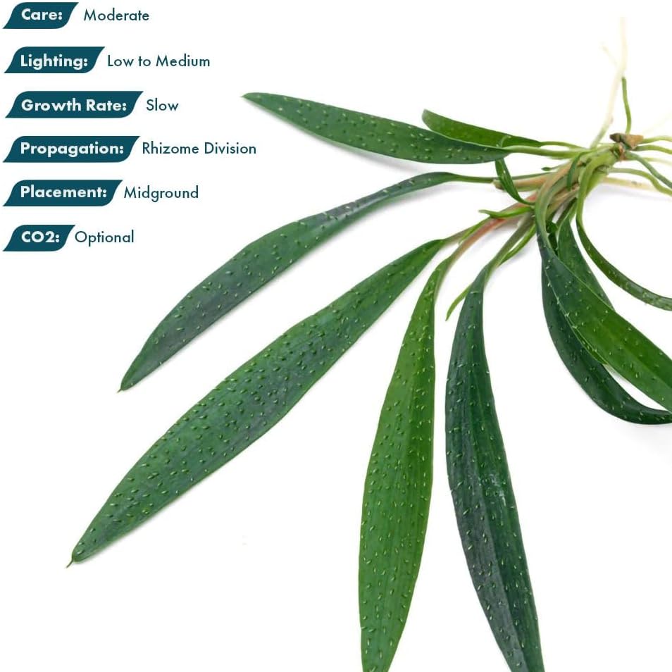 SubstrateSource Live Jungle Plant - Homalomena sp. 'Sub-Hasei' - Moderate Care, Low to Medium