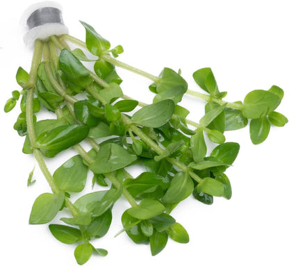 SubstrateSource Live Aquarium Red Stem Plants - Freshwater Aquatic Plant for Fish Tanks