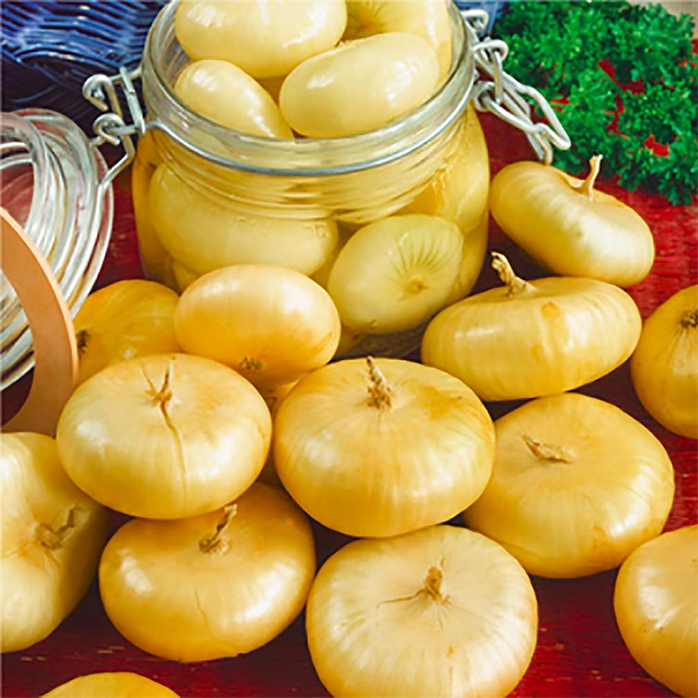 Cipollini Yellow Onion - Coin Shaped Sweet Onion - 400 Seeds