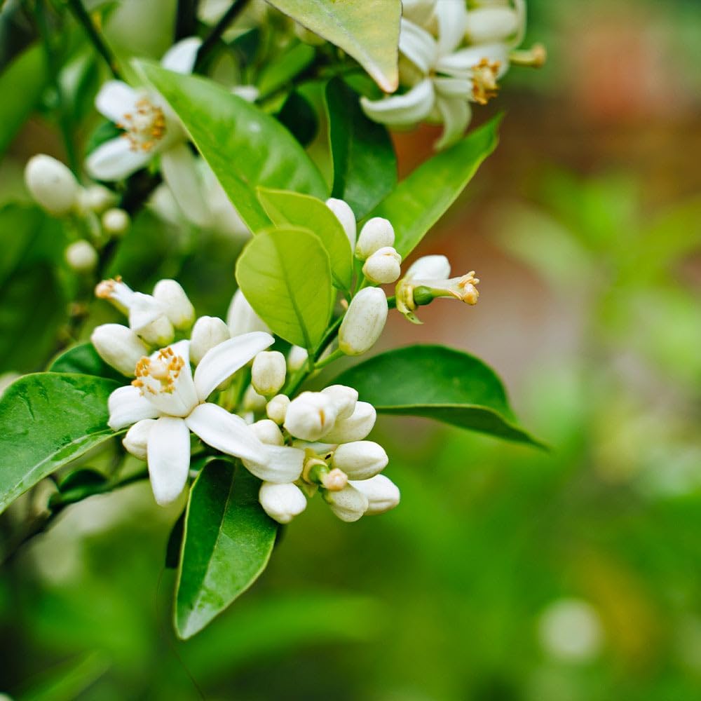 Brighter Blooms - Nules Clementine Tree, 4-5 Feet - Live Fruit Plant - No Shipping To AL, AZ, CA