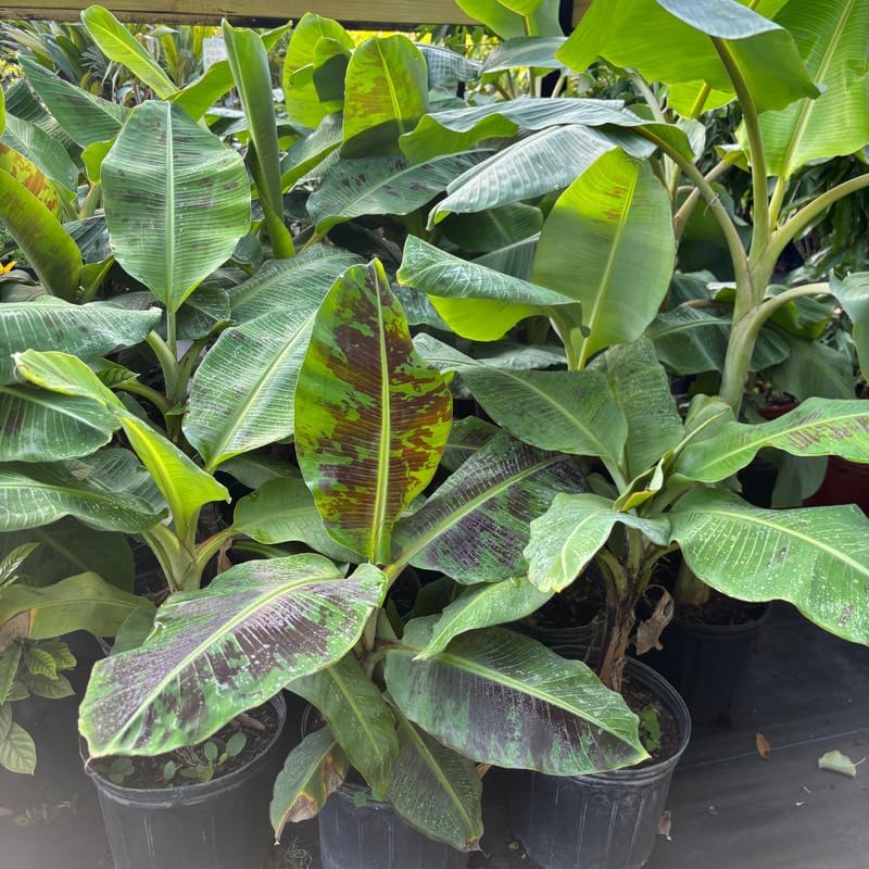 Dwarf Cavendish Banana Plant in 3 Gallon, 2-3 Ft Tall Banana Trees Live Plants for Outdoors Garden