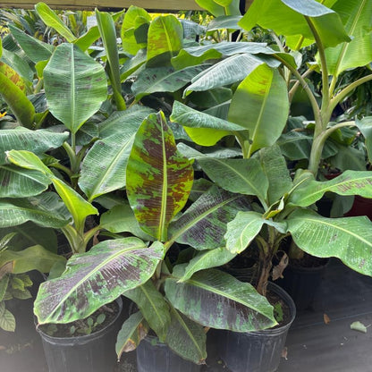 Dwarf Cavendish Banana Plant in 3 Gallon, 2-3 Ft Tall Banana Trees Live Plants for Outdoors Garden