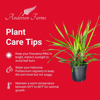 Dracaena Rikki – Live Tropical Plant in 10-Inch Grower Pot | Indoor & Outdoor Use