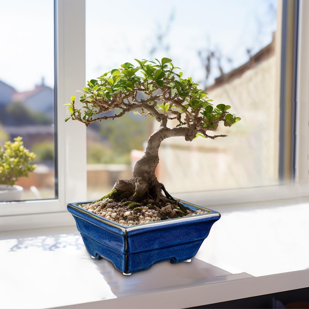 Bonsai Pots Shallow Succulent Planters for Live Bonsai Trees Set of 2, 6.3" Ceramic Pot for