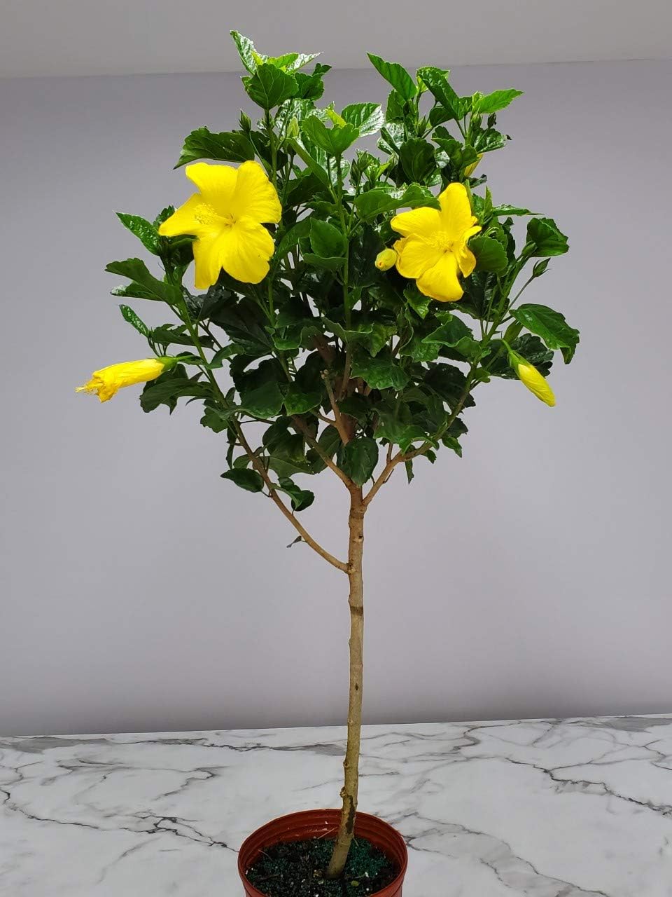 Hibiscus Tree - Yellow Ft. Myers - Overall Height 38" to 44" - Tropical Plants of Florida (Plant