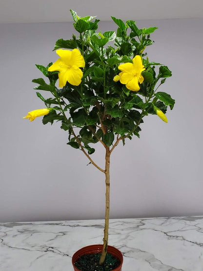 Hibiscus Tree - Yellow Ft. Myers - Overall Height 38" to 44" - Tropical Plants of Florida (Plant
