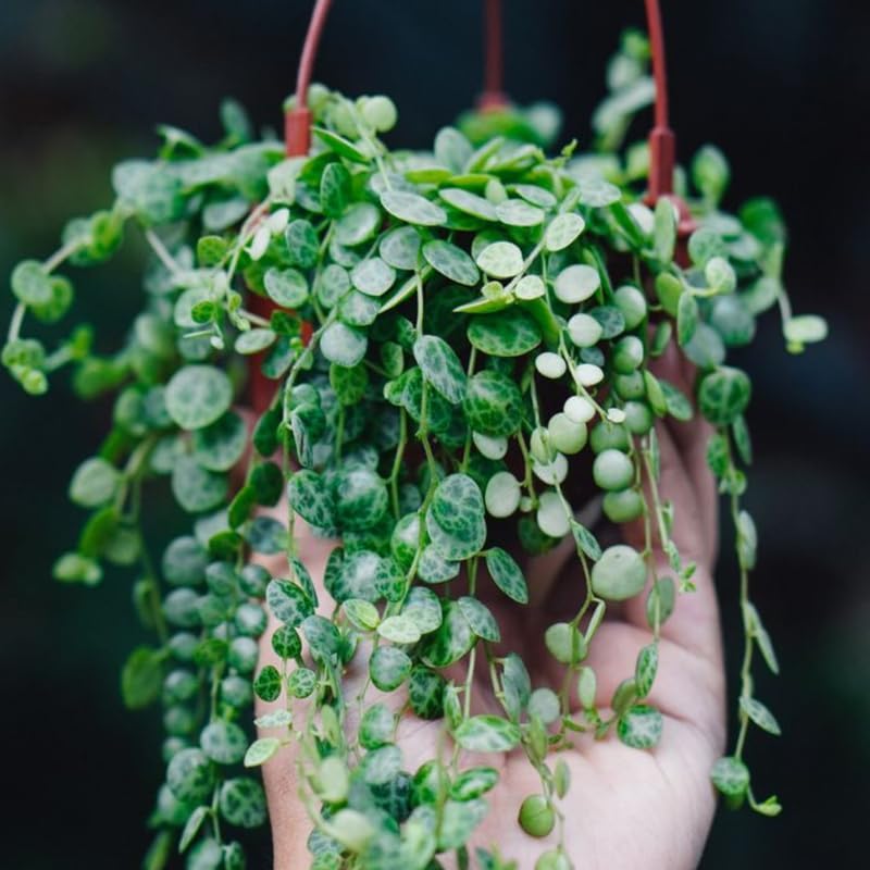 String of Turtles Plant Live, Trailing Succulent Vine, Rare Live Indoor Plant in Pot