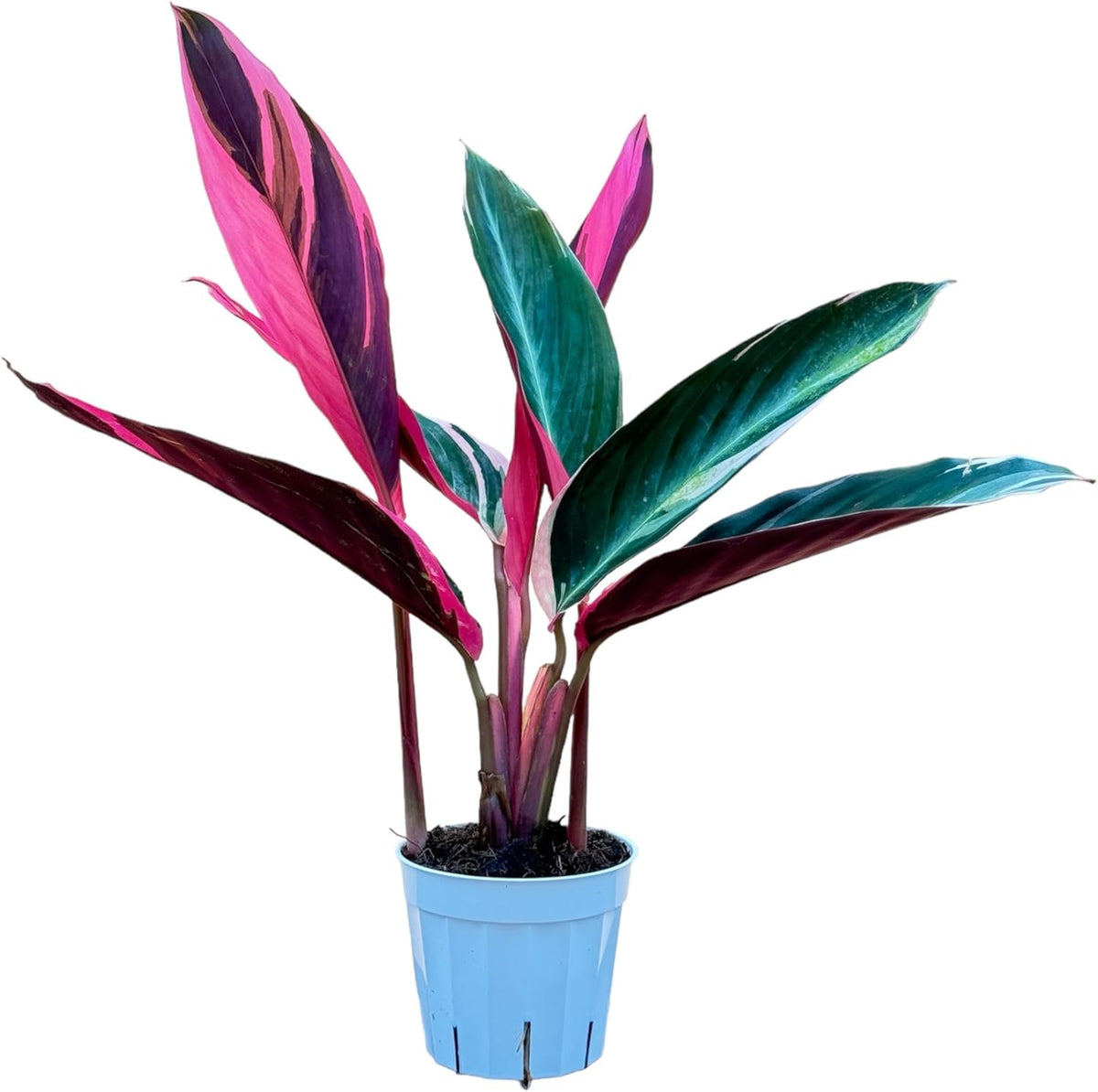 Stromanthe Triostar - Colorful Live Indoor Plant, Calathea Prayer Plant, Air Purifier & Elegant