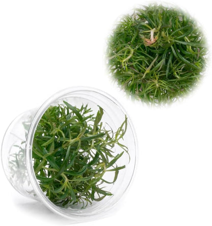Ultum Nature Systems Live Tissue Culture - Pogostemon Stellatus 'Dassen' - Moderate - High Light