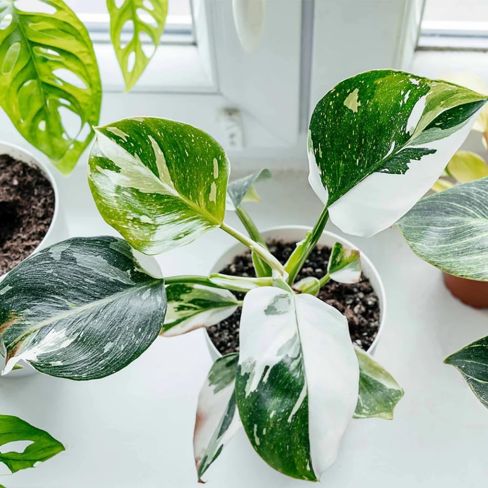 2 Philodendron Live Plant 5-9" Tall, Rare Tropical Indoor Houseplant Home Garden (Mix Rare