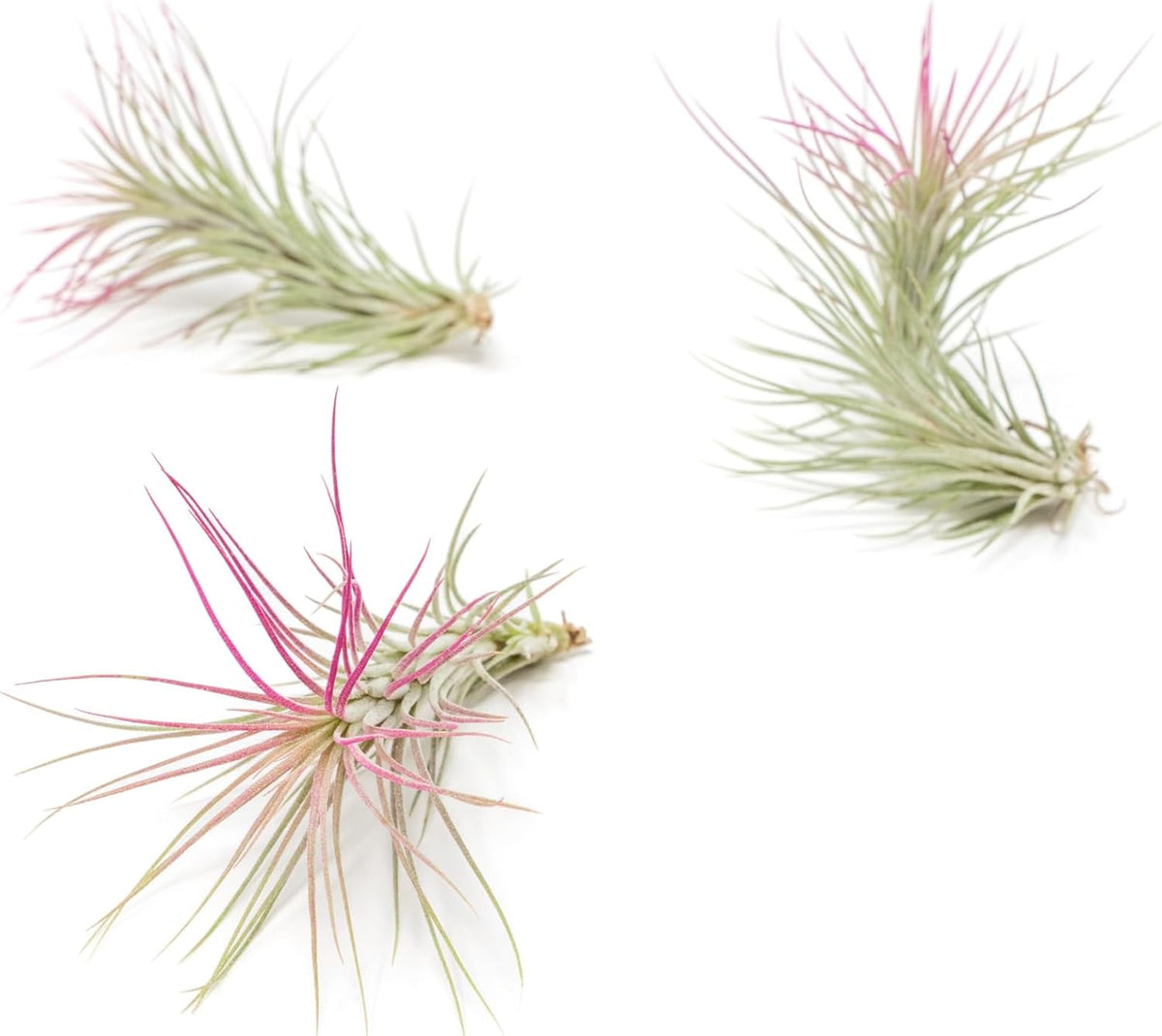 Fuchsia Colorful Tillandsia Air Plants - Long Lasting Color Enhanced Live Tillandsia Succulent