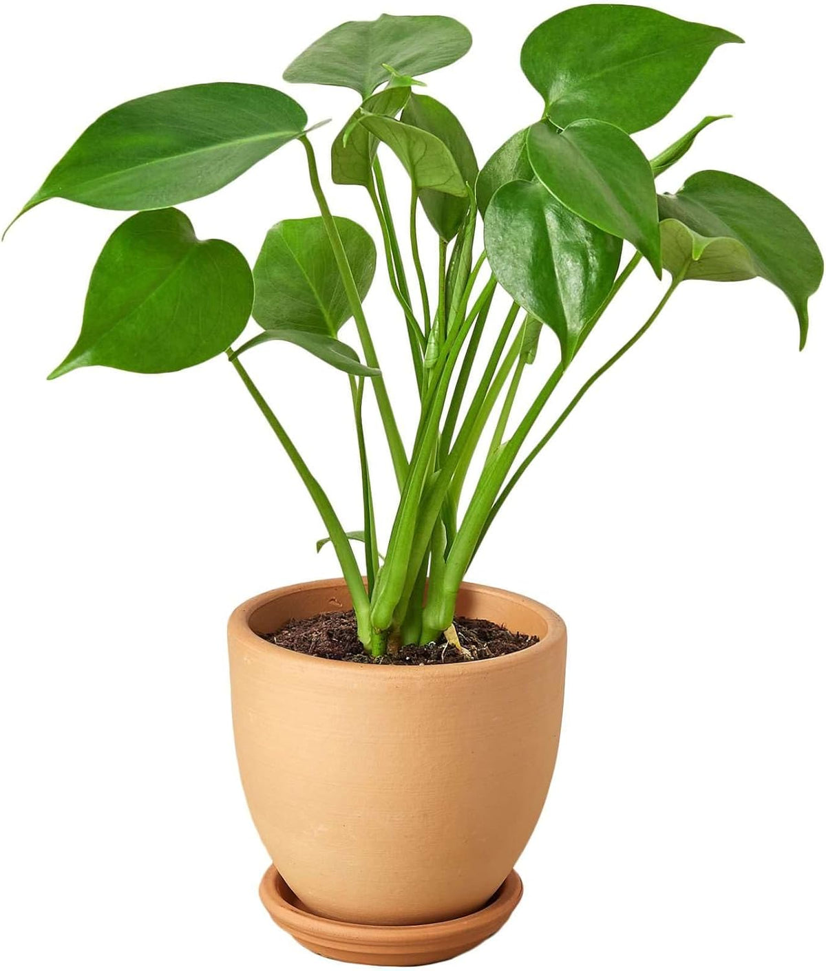 Philodendron Monstera Split-Leaf Live Plant for Indoor | Different Houseplants in 4'' & 6'' Pot |