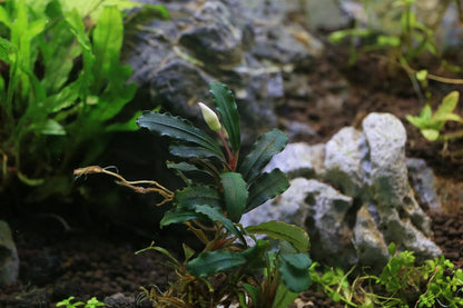 SubstrateSource Bucephalandra Red Cherry Live Aquarium Plant - Natural Freshwater Fish Tank