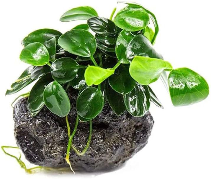 SubstrateSource Live Planted Decor - Bucephalandra Godzilla (Bucephalandra sp.) on Lava Stone - Low
