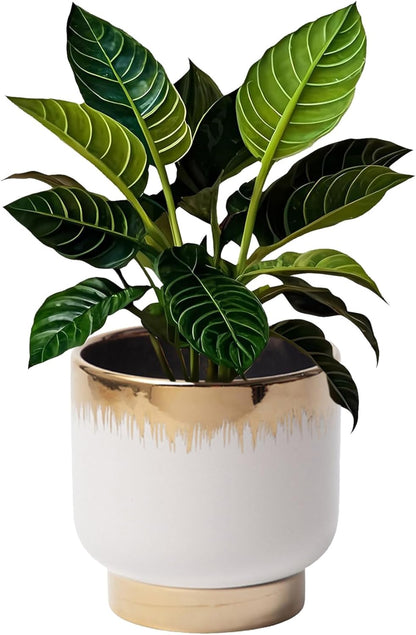 LB White Gold Ceramic Plant Pot for Indoor Plants, Succulent Planters Ceramic Plant Pots, Modern