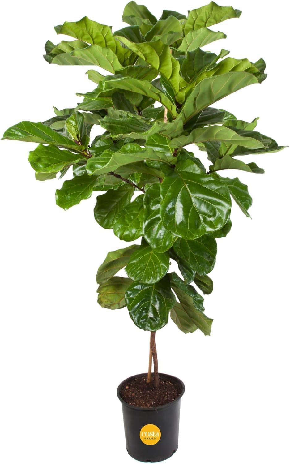 Costa Farms Fiddle Leaf Fig Tree Plant, Live Ficus Lyrata, Live Indoor Plant in Nursery Plant Pot