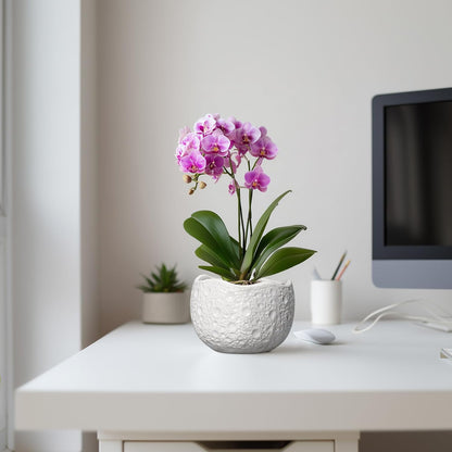 Ceramic Pots for Plants - 6 Inch Plant Pot for Indoor Outdoor, Decorative Orchid Pots with Drainage