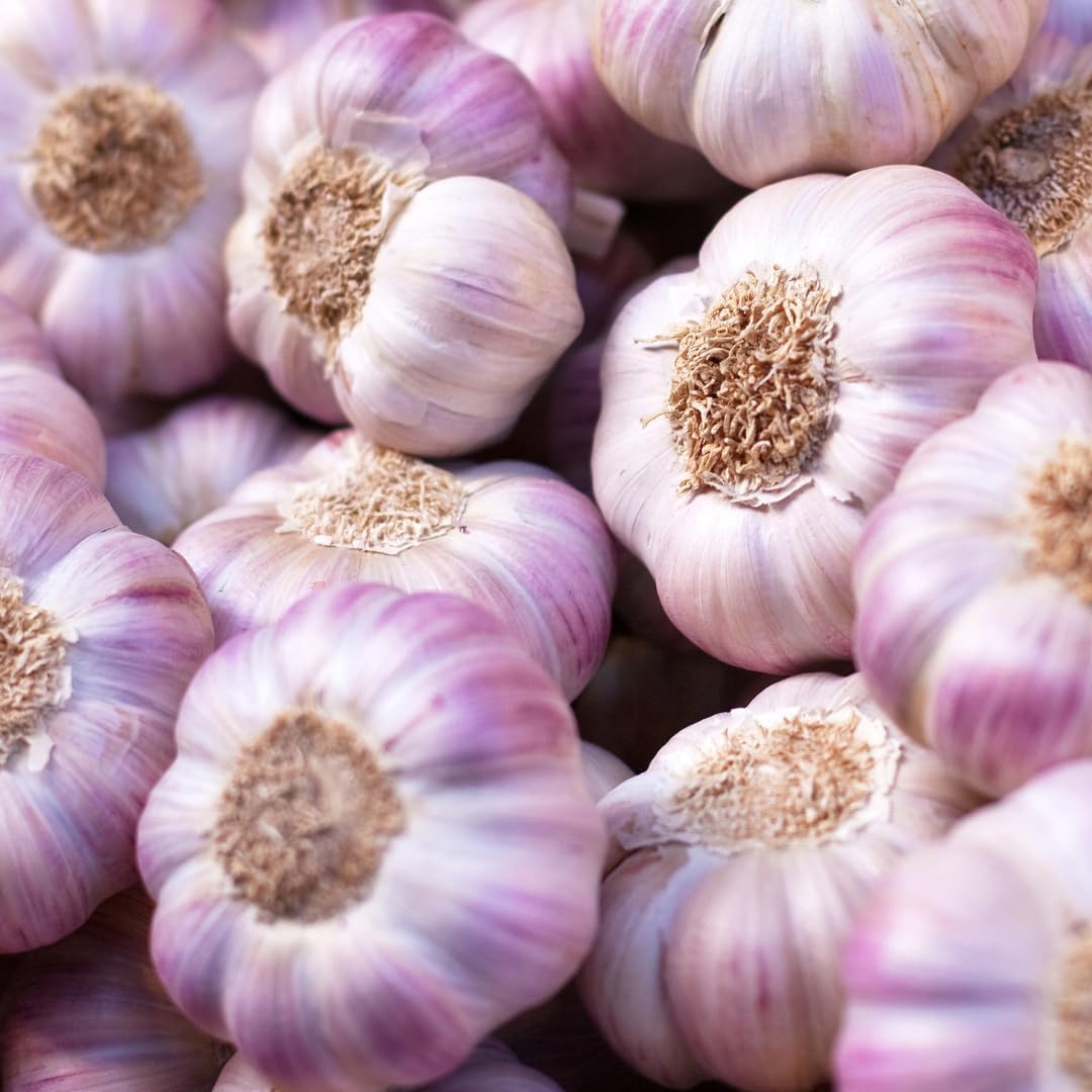 1 Pound Hard Neck Garlic for Planting in Fall, Purple Garlic Bulb for Planting, Fresh and High