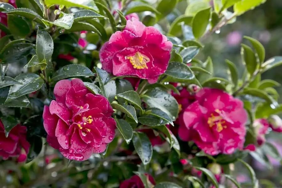 Southern Living October Magic Ruby Camellia, Pink Flowering Shrub, 5 ft Mature Height, USDA Zones