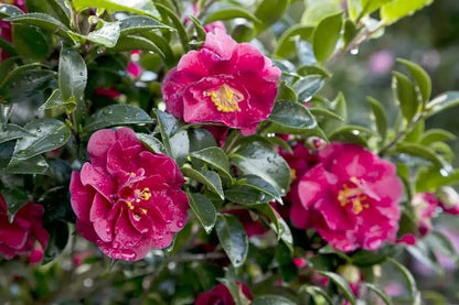 Southern Living October Magic Ruby Camellia, Pink Flowering Shrub, 5 ft Mature Height, USDA Zones