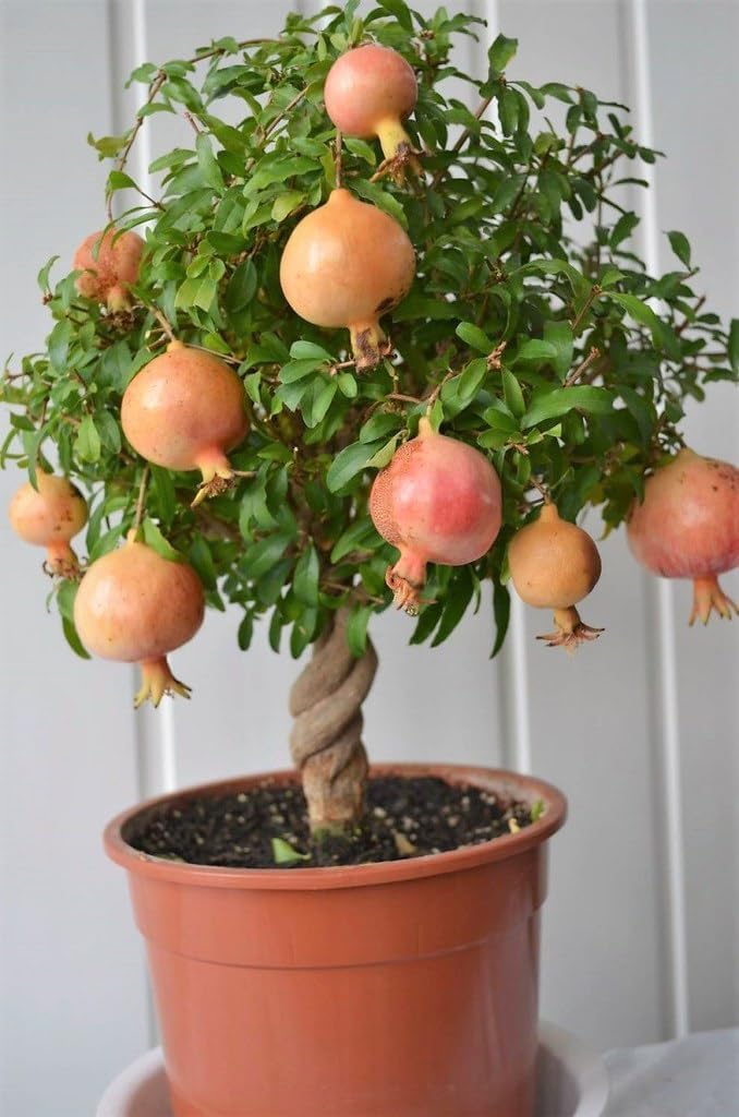 Gardenera Premium Pomegranate Potting Soil Mix - Ideal Nutrient Blend for Growing Robust