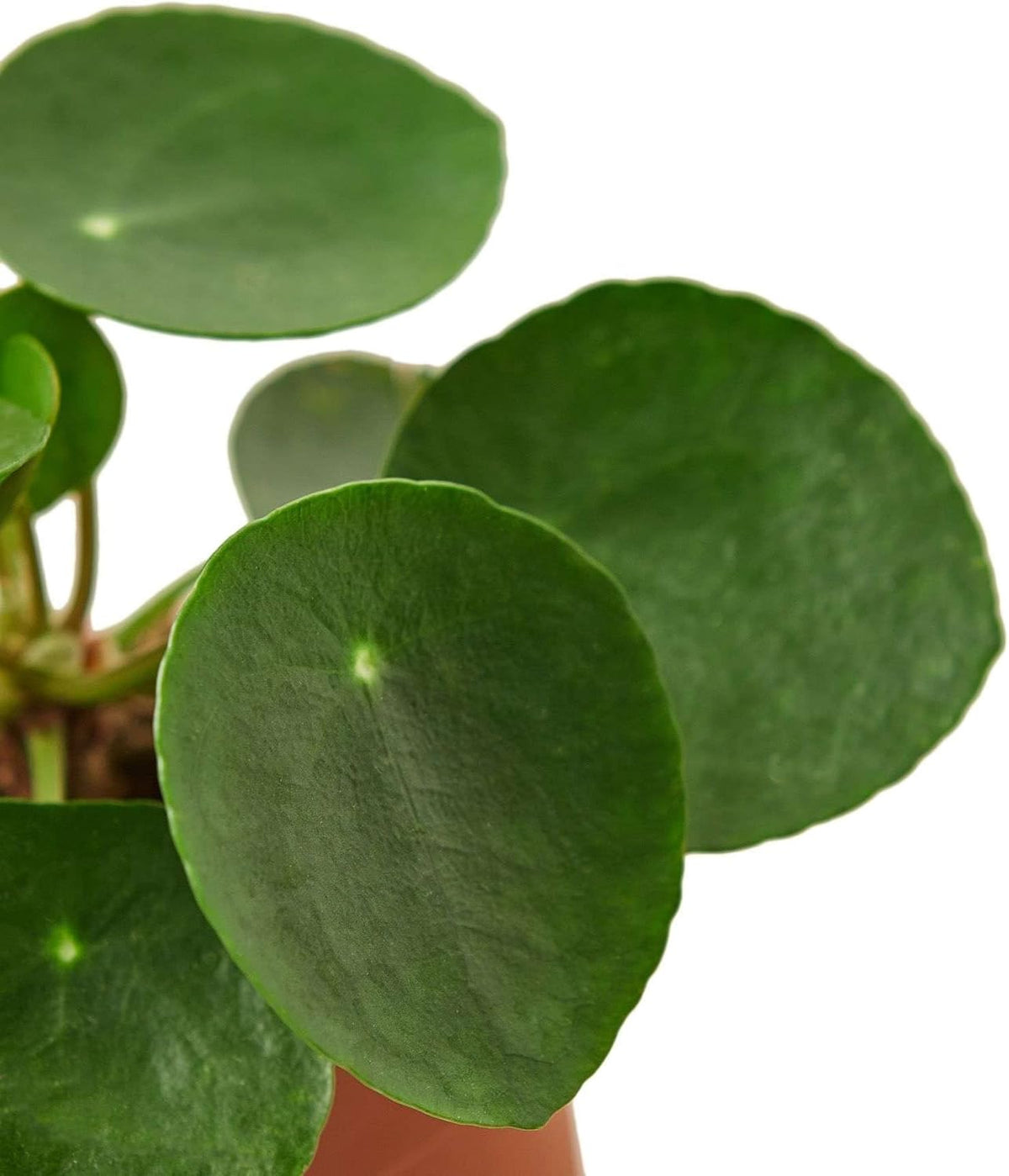 Pilea Peperomioides 'Chinese Money' Live Plant for Indoor | Different Houseplants in 4'' & 6'' Pot