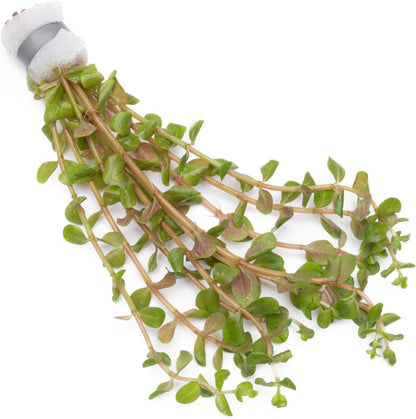 SubstrateSource Live Aquarium Stem Plants - Freshwater Aquatic Plant for Fish Tanks, Aquascaping