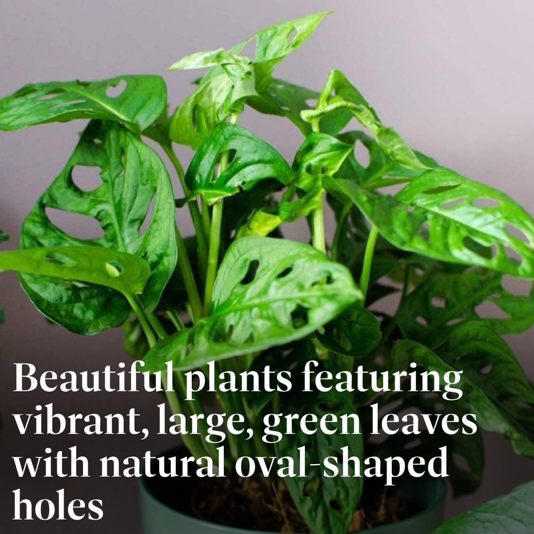 American Plant Exchange Monstera Adansonii 6-Inch – Live Swiss Cheese Vine Plant, Easy-Care