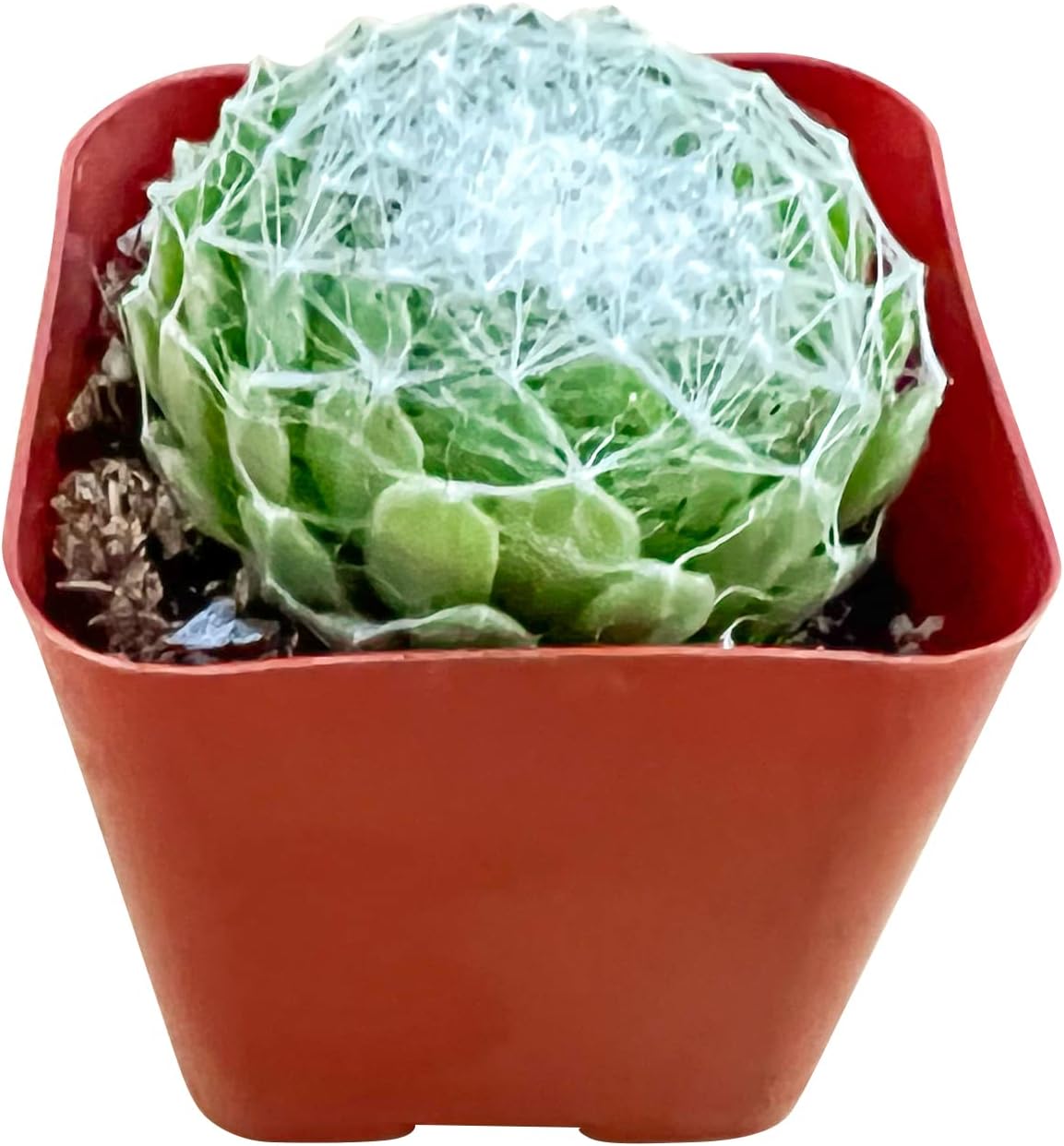 Sprout N Green Sempervivum arachnoideum, Live Succulent Fully Rooted in 2 inch Starter Pot, House