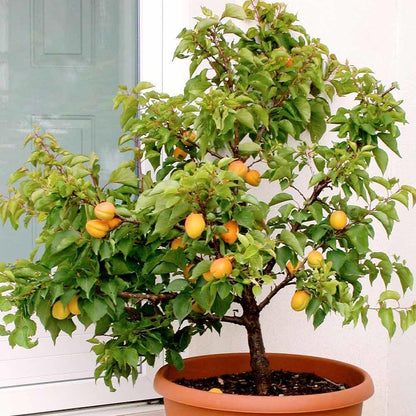 Gardenera Premium Apricot Potting Soil Mix - Ideal Nutrient Blend for Growing Robust, Flavorful