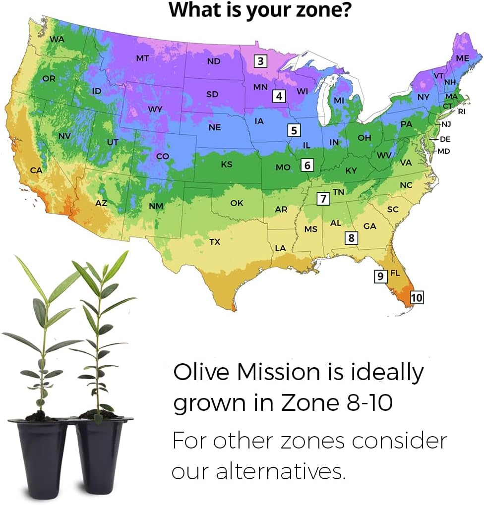 Olive Tree Mission (4 Pack) Real Olea Europaea | Easy to Grow Plants | Great Gift for Celebrations