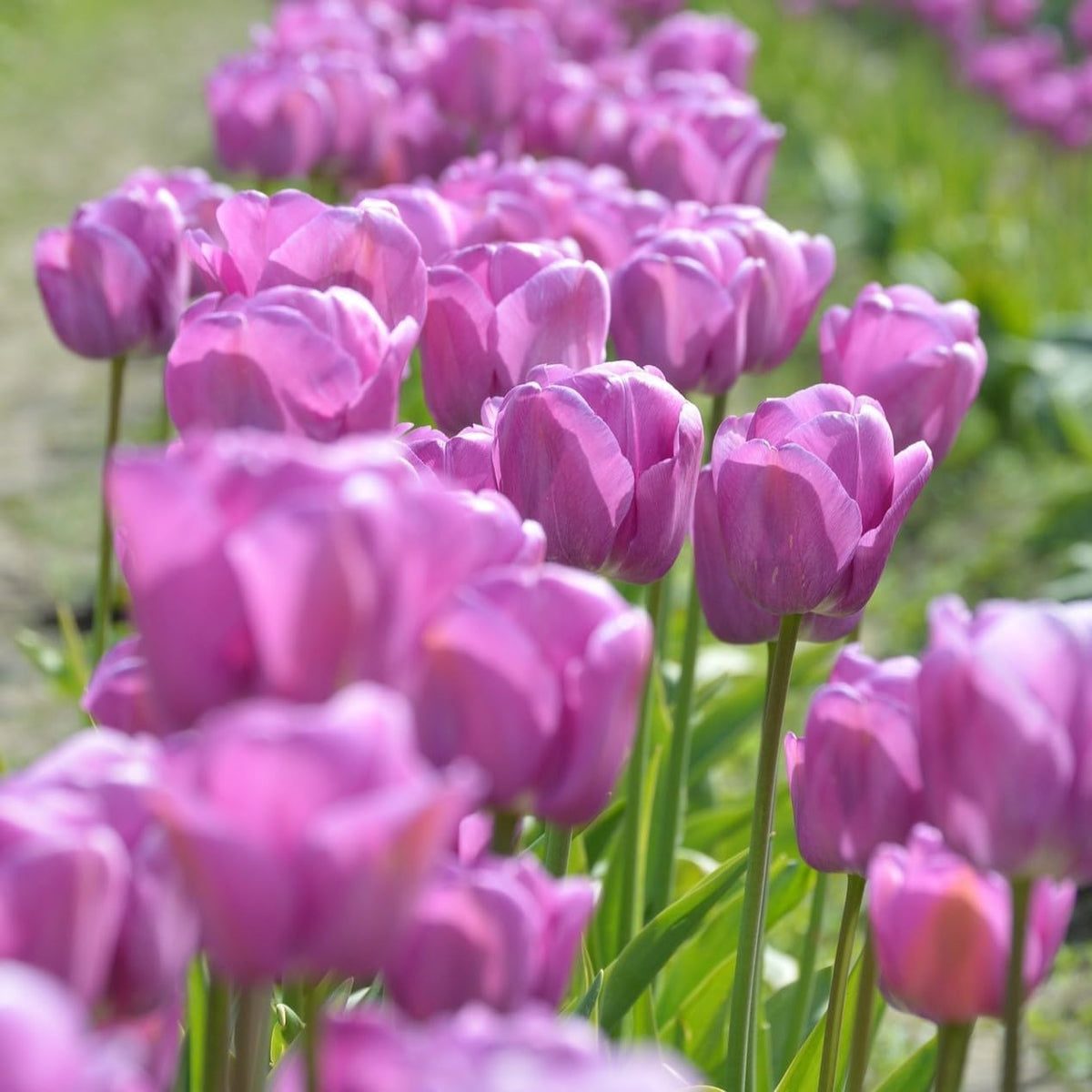 Lavender Purple Triumph Tulip Flowers – Gardener’s Favorite 10‑Bulbs| Pure & Variegated