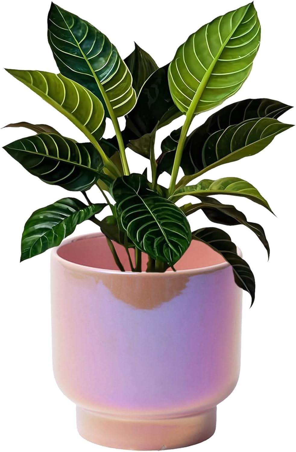 LB Pink Purple Ceramic Planters for Indoor Plants, Succulent Plant Pots Ceramic Plant Pot, Cute