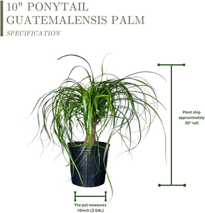 Ponytail Palm Elephant's Foot Live Plant for Indoor, Outdoor Use, 10-inch Grower Pot