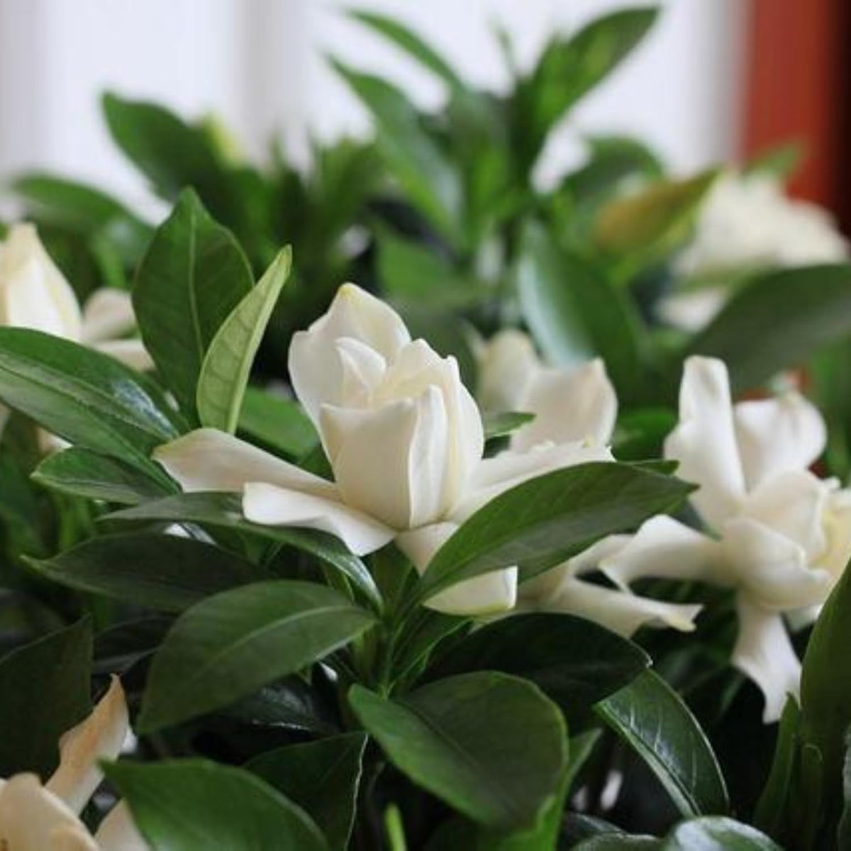 Jasmine Plant, Fragrant Jasmine Flower Vine 4-8 Inches Well Rooted for Container, Hanging Basket