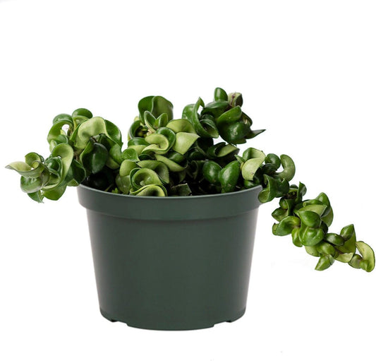 American Plant Exchange Hoya Compacta Hindu Rope, 6-Inch Pot, Live Flowering Wax Plant, Exotic