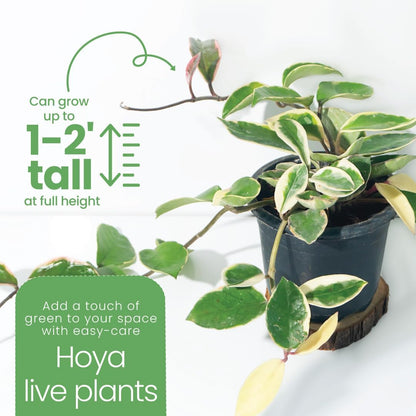 American Plant Exchange Assorted Hoya Plants – 6-Inch Pots, Pack of 2 – Live Flowering Wax Plants